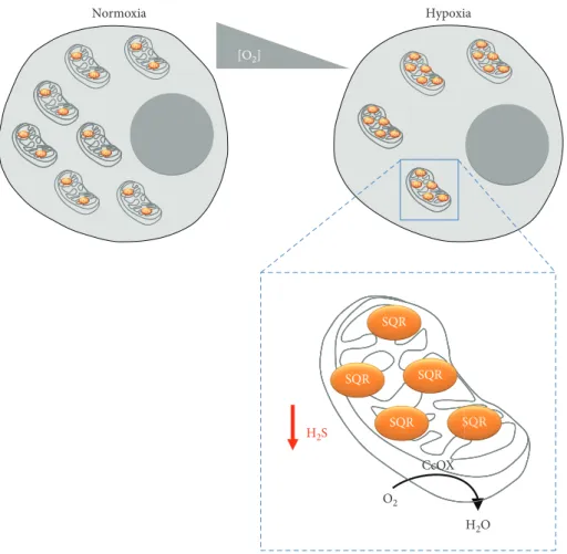 Figure 4: Adaptive changes occurring in mitochondria in response to hypoxia. Upon prolonged exposure to hypoxia, mitochondria become less abundant, but enriched in sul ﬁ de:quinone oxidoreductase (SQR)