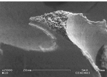 Figure 4.6 - Microstructure of HA ICC wall (with PVP as binder) sintered at 600 o C. 