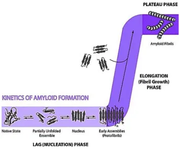 Figure 1.4: Illustration of nucleation-dependent polimerization mechanism for the amyloid fibril  formation kinetics