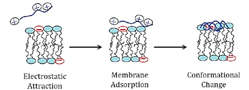 Figure 1.5: Molecular recognition at the membrane surface. The diagram shows different stages of  peptide  binding:  the  charged  peptide  is  attracted  electrostatically  to  the  membrane  surface  followed by a conformational change of bound peptide