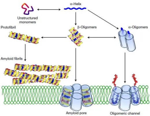 Figure  1.7:  Different  pathways  of  amyloidogenic  protein  oligomerization  and  fibrillation  on  membrane surfaces illustrating the channel hypothesis