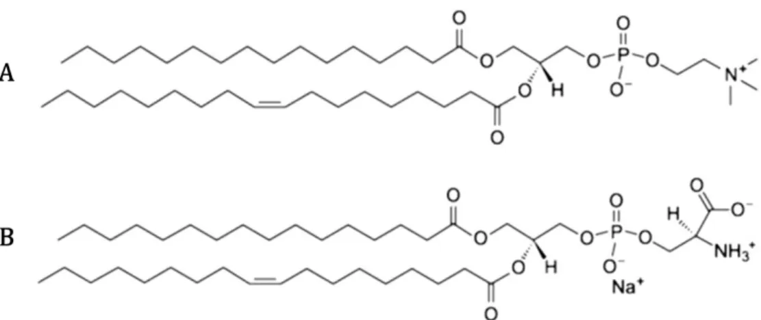 Figure  2.2:  Molecular  structures  of  (A)  1-palmitoyl-2-oleoyl-sn-glycero-3-phosphocholine  (POPC)  and  (B)  1-palmitoyl-2-oleoyl-sn-glycero-3-phosphoserine  (POPS)  [Adapted  from  avantilipids.com  accessed August 2014]