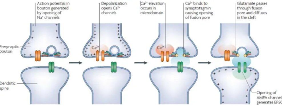 Figure 1.1.Steps in the process of chemical synaptic transmission. These steps occur in both  vertebrates and invertebrates, during chemical neurotransmission at the neuromuscular junction  as  well  as  in  central  synapses