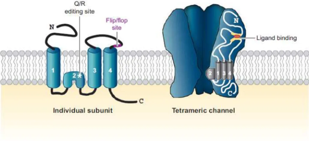 Figure 1.2. Structure and composition of AMPA receptors. Structure of  AMPAR subunits  and the tetrameric channel they form