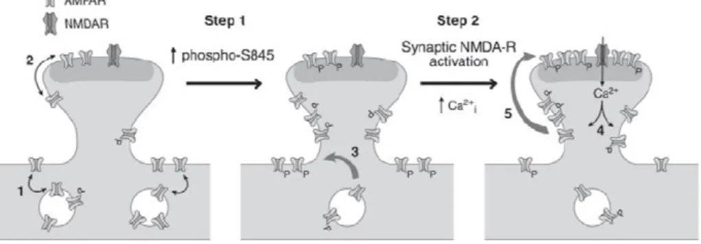 Figure 1.1.4.4. Two-step model for synaptic delivery of AMPARs during LTP. Under basal  conditions  (left  panel),  GluR1  has  a  low  phosphorylation  at  Ser-845