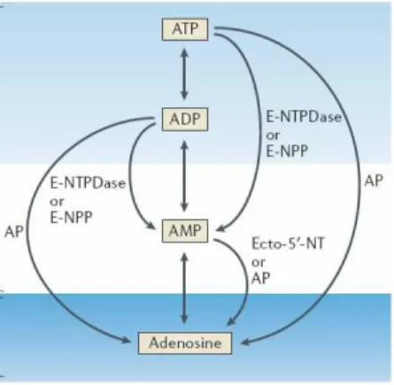 Figure  1.3.2.1.  The  metabolism  of  extracellular  ATP  is  regulated  by  several  ectonucleotidases