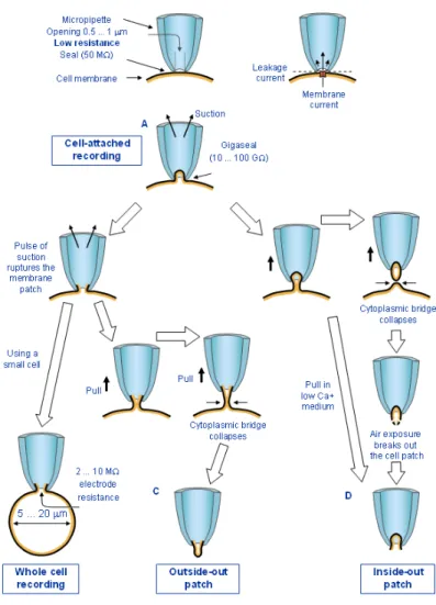 Figure  3.1.1.  Patch-clamp  recordings  can  be  performed  under  four  different  configurations
