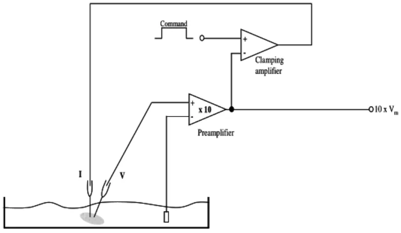 Figure 3.1.2. Two-electrode voltage-clamp schematic circuit. The cell (usually an oocyte or  a molluscan giant neuron) is impaled with two microelectrodes, one to record voltage and the  other  to  pass  current