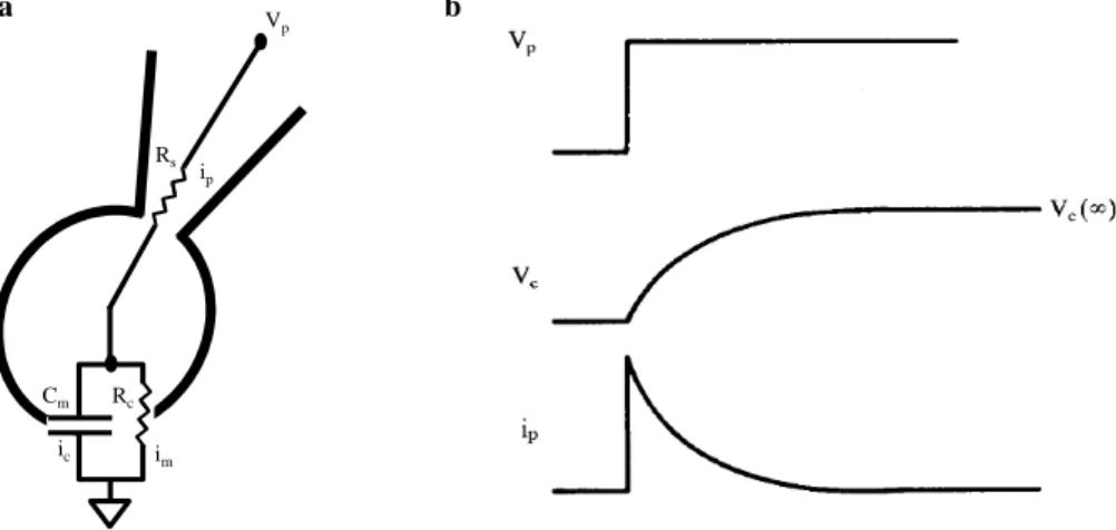 Figure 3.1.5. Equivalent circuit of whole-cell recording. (a) Equivalent circuit of whole cell  recording