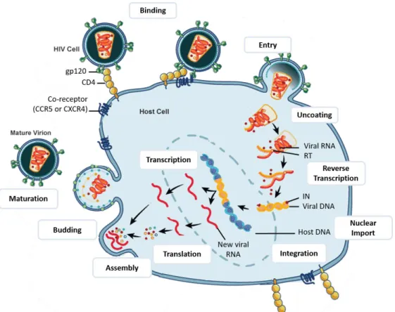 Figure 4. HIV-1 replication cycle. After fusion with the host membrane, HIV-1 undergoes uncoating,  followed by reverse transcription of viral ssRNA genome into dsDNA by reverse transcriptase (RT)