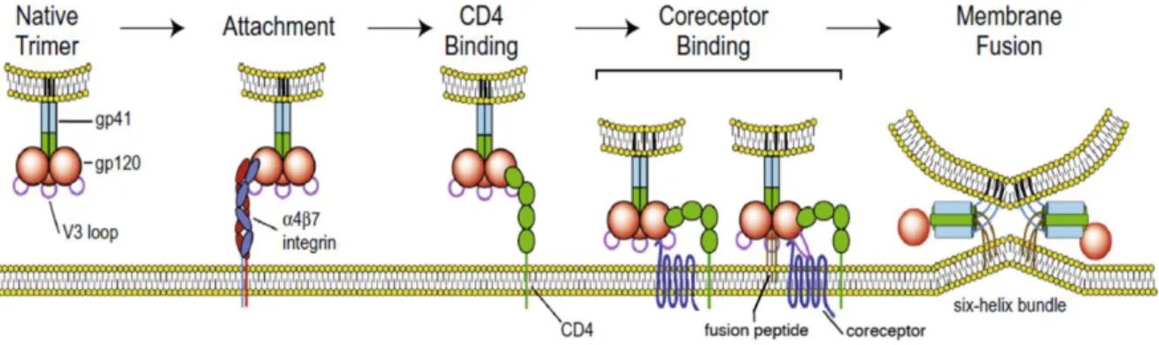 Figure 5.  The  HIV  entry  process.  HIV-1 gp120 binds to its  primary cellular  receptor  CD4  leading  to  conformational changes  that allow  binding  of gp120  to  the coreceptor—either CCR5 or CXCR4