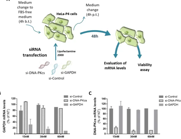 Figure  16.  Optimization  of  siRNA  transfection  to  downmodulate  DNA-PKcs  in  HeLa-P4  cells