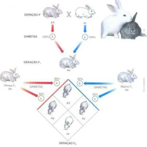 Figura  08.  Representação  do  cruzamento  entre  coelhos  albino  e  cinza  de 
