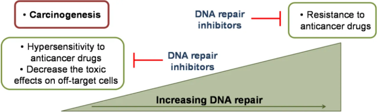 Figure 1.2 Rationale for the use of DNA repair inhibitors in cancer therapy. A jeopardised DNA repair  increases the sensitivity to anticancer drugs and decreases the toxic side effects