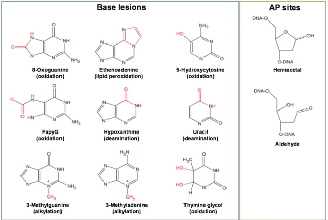 Figure  1.3  Chemical  structures  of  some  base  lesions  and  apurinic/apyrimidinic  (AP)  sites  commonly recognized and repaired by base excision repair pathway