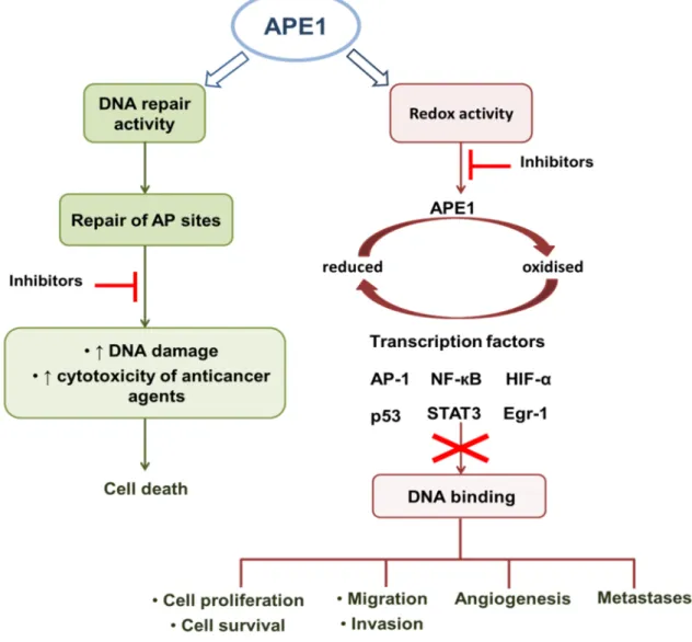 Figure 1.5 APE1 is a DNA repair protein with an independent redox function. APE1 participates in  base excision repair pathway