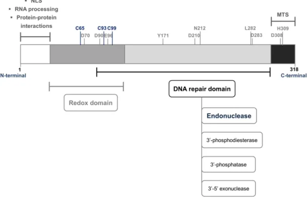 Figure  1.6  Schematic  representation  of the  primary  structure  of  human  APE1.  The  active  domains  and their major functions are displayed