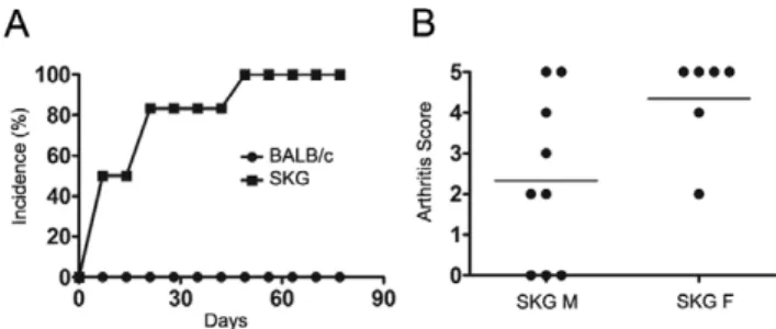 Figure 1. SKG mice develop chronic autoimmune arthritis upon induction with curdlan. (A) Arthritis incidence in female SKG and BALB/c mice after a single i.p