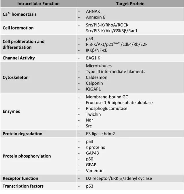 Table I. 2. S100B target proteins involved in intracellular processes (adapted from Donato et al., 2013) 