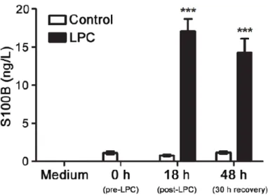 Figure I. 4. S100B is markedly released upon LPC-induced demyelination of cerebellar organotypic slice cultures