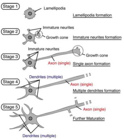 Figure  1.1  Processes  of  neuronal  differentiation  in  cultured  hippocampal  neurons