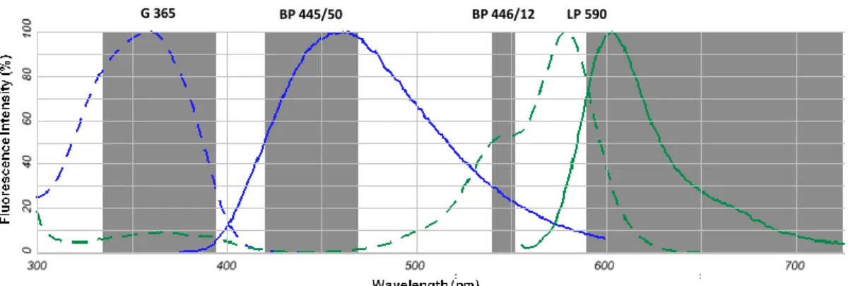 Figure 3.1 – Absorption (dashed line) and fluorescence emission (continuous line) spectra of the fluorophores  DAPI bound to DNA (blue) and Alexa Fluor 568 goat anti-mouse IgG antibody (green)