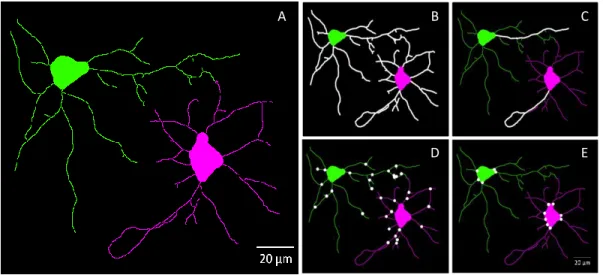 Figure  3.5  –  Virtual  images  of  two  neurons  obtained  by  HCA-Vision  software