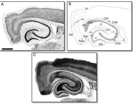 Figure 2.1.1 – Horizontal sectioning of the rat hippocampal formation. A. Nissl-stained section