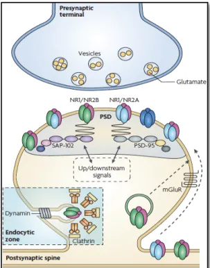 Figure  2.3.2.1  –  NMDAR  macromolecular  signalling  complex  at  excitatory  synapses