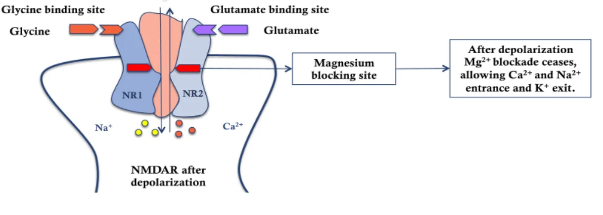 Figure  2.3.3.2  –  NMDA  receptor  after  depolarization  of  the  membrane. After  the  summation  of  temporal  and  spatial  excitatory  postsynaptic  potentials  the  membrane  is  depolarized  and  the  Mg 2+