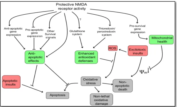 Figure  2.4.1.1  –  Neuroprotective  pathways  activated  by  synaptic  NMDA  receptor  activity