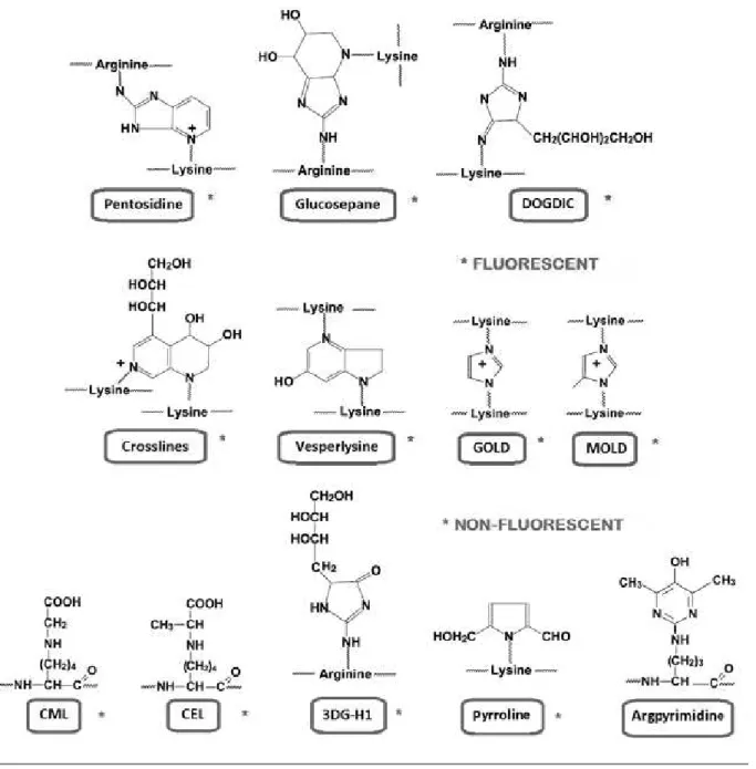 FIGURE 2 –  Chemical structure of main fluorescent and non-fluorescent AGEs AGEs highlighted in red are fluorescent; those highlighted in grey are non-fluorescent