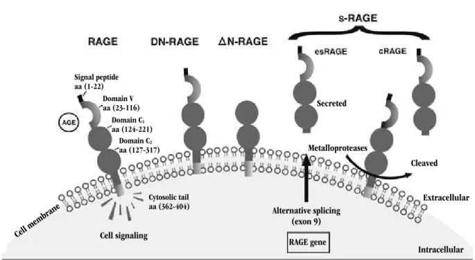 FIGURE 4 –   RAGE isoforms