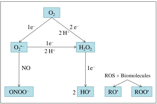 Fig. 1.1 – Generation of the most relevant reactive oxygen species (adapted from [3])