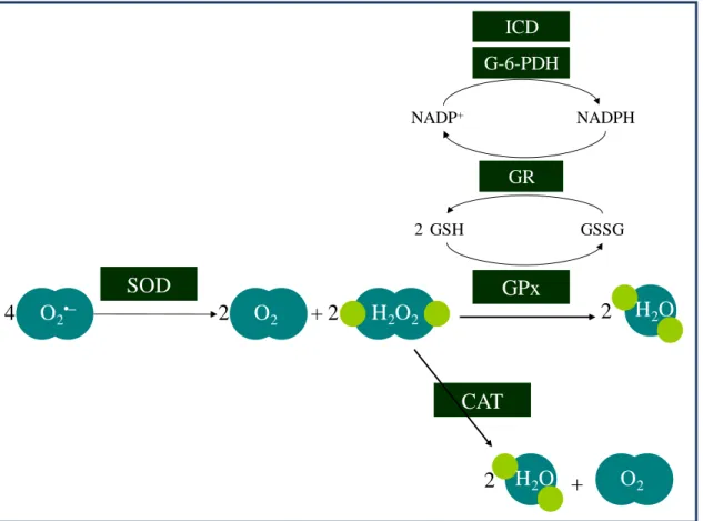Fig.  1.3  –  Enzymatic  antioxidant  defenses:  role  of  superoxide  dismutases  (SOD),  catalases (CAT), glutathione peroxidases (GPx), glutathione reductase (GR),  glucose-6-phosphate dehydrogenase (G-6-PDH), and NADP + -dependent isocitrate dehydrogen