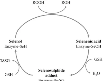 Fig.  1.4  –  Catalytic  cycle  of  glutathione  peroxidase  (adapted from [20]). Selenosulphide  adduct Enzyme-Se-SGSelenolEnzyme-SeH Selenenic acidEnzyme-SeOHGSHGSSG GSHH2OROHROOH