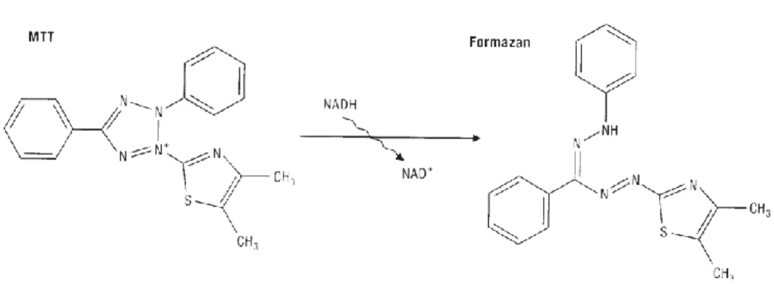 Fig. 3.5 – MTT reduction in live cells by mitochondrial reductase results in the formation  of a formazan derivative