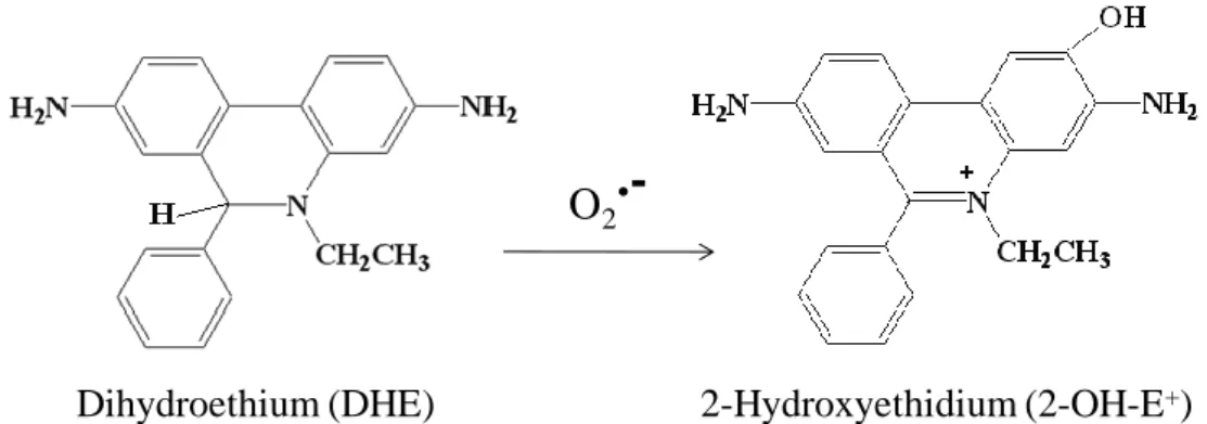 Fig.  3.6  –  Reaction  of  dihydroethidium  with  O 2 •– ,  originating  the  fluorescent  product   2-hydroxyethidium