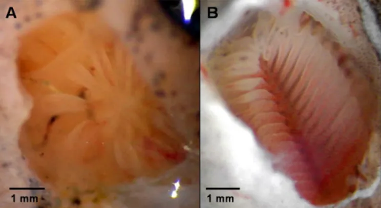 Figure 1 | Photograph taken of the olfactory rosette of A) the  Mozambique tilapia, Oreochromis mossambicus and B) the  European eel, Anguilla anguilla; pictures by Dr P Hubbard  and Dr M Huertas