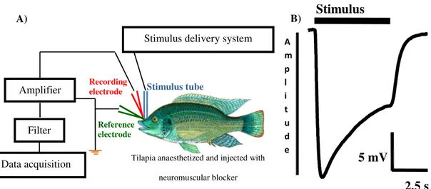 Figure 3 |  Electro-olfactogram recording: A) simplified scheme of the EOG set-up. During the  experiment, the fish is kept wet in a purpose-built chamber and the gills are constantly perfused  with  aerated  water  containing  the  anaesthetic;  the  stim
