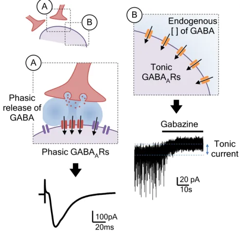 Figure 1.5. Phasic and tonic activation of GABA A Rs 