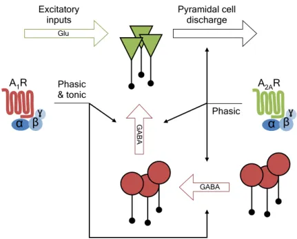 Figure 2.1. Schematic representation of the context and main targets of this study. 