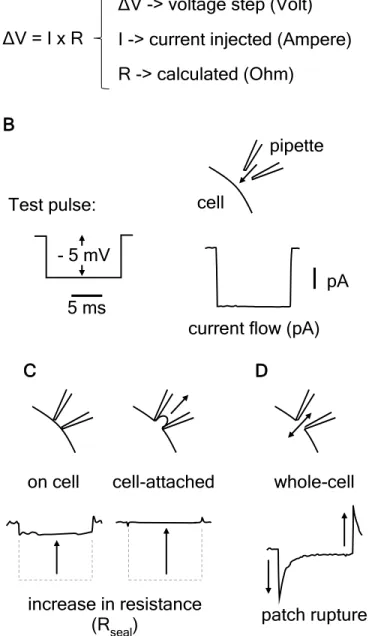 Figure 3.1. Oscilloscope traces obtained in response to constant test pulses for  establishment of whole-cell recording 