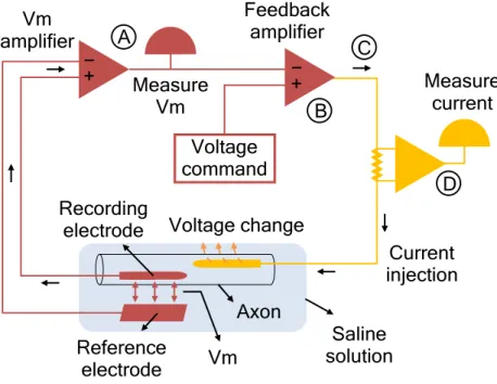 Figure 3.2. The voltage-clamp technique 