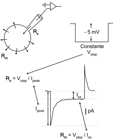 Figure 3.4. Method for approximate series resistance and membrane resistance  calculation 