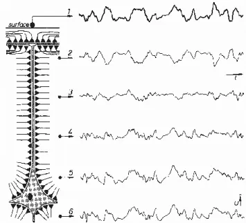 Figure 5: Schematic drawing of surface and laminar recordings of EEG waves of a rat  motor cortex adapted from [5]