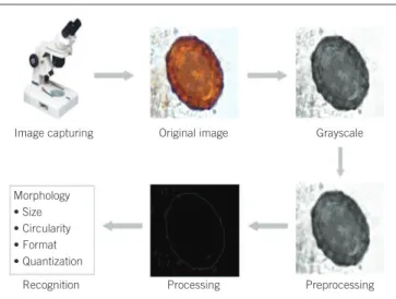 Table 2 shows the percentages of errors and accuracy for each egg  of the evaluated parasites, as well as to artifacts, after selection and  analysis of the images by the software.