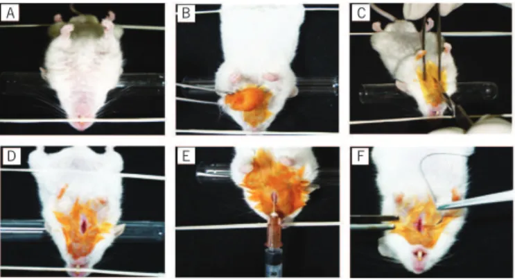 FIGURE 1  − Puncture tracheotomy in BALB/c lineage mice