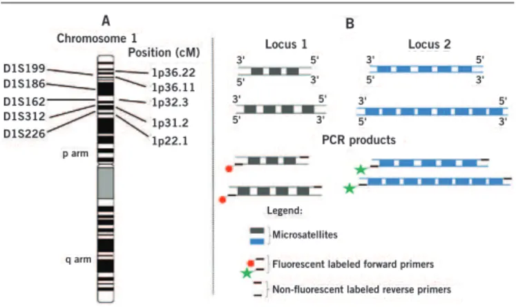 FIGURE 1 − Amplification of microsatellite regions using the multiplex PCR technique PCR: polymerase chain reaction; LOH: loss of heterozygosity.