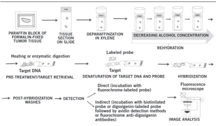 FIGURE 4 − Standard steps of FISH LOH screening